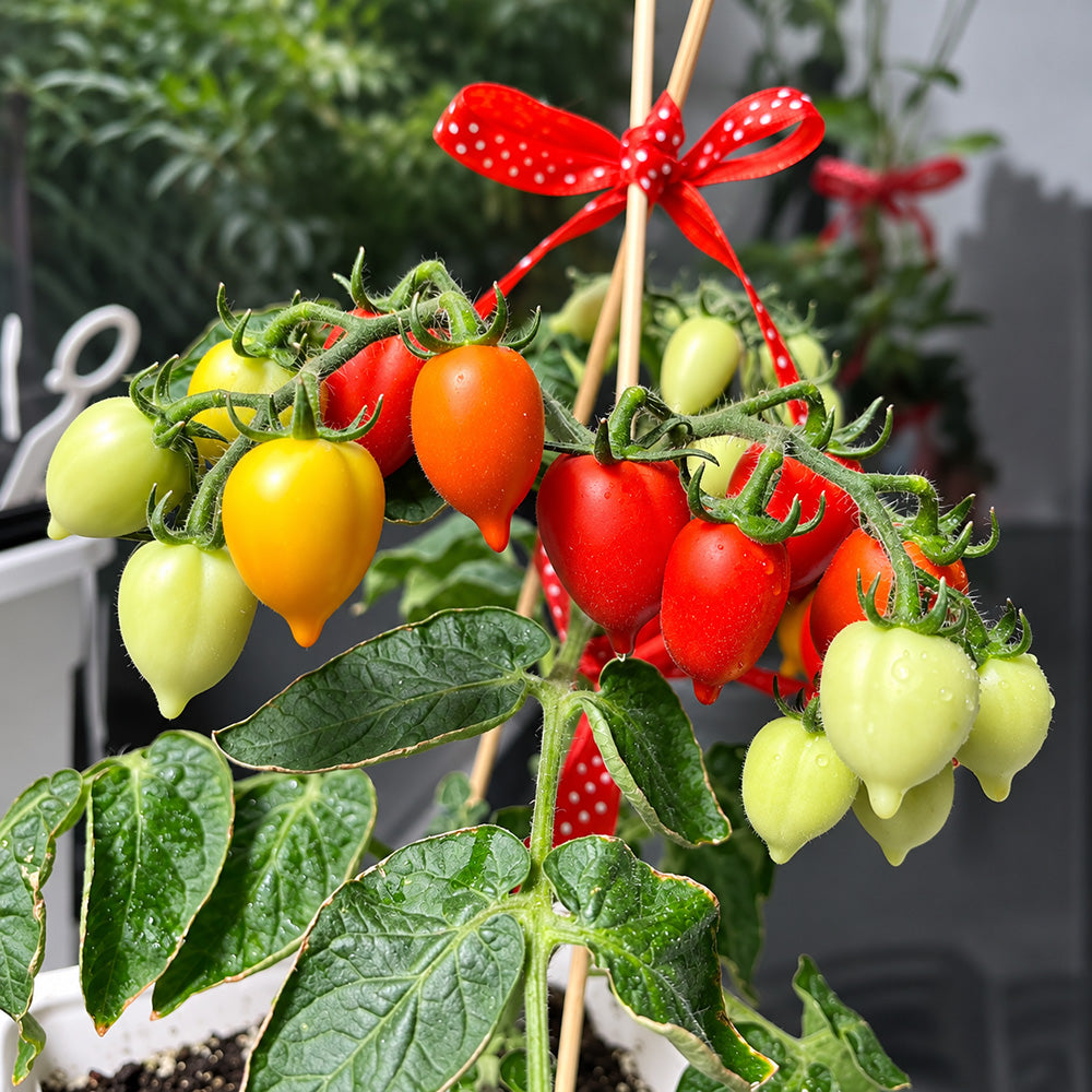553 Little Heartbreaker Tomato