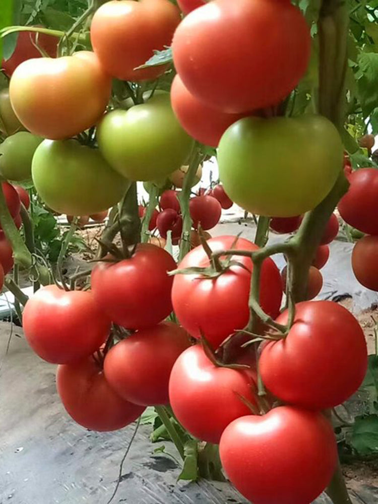 Pink Emperor Tomato