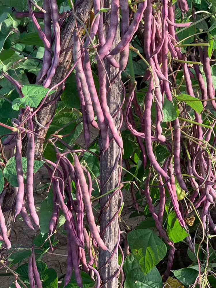 Huajun No.8 Purple Kidney Beans