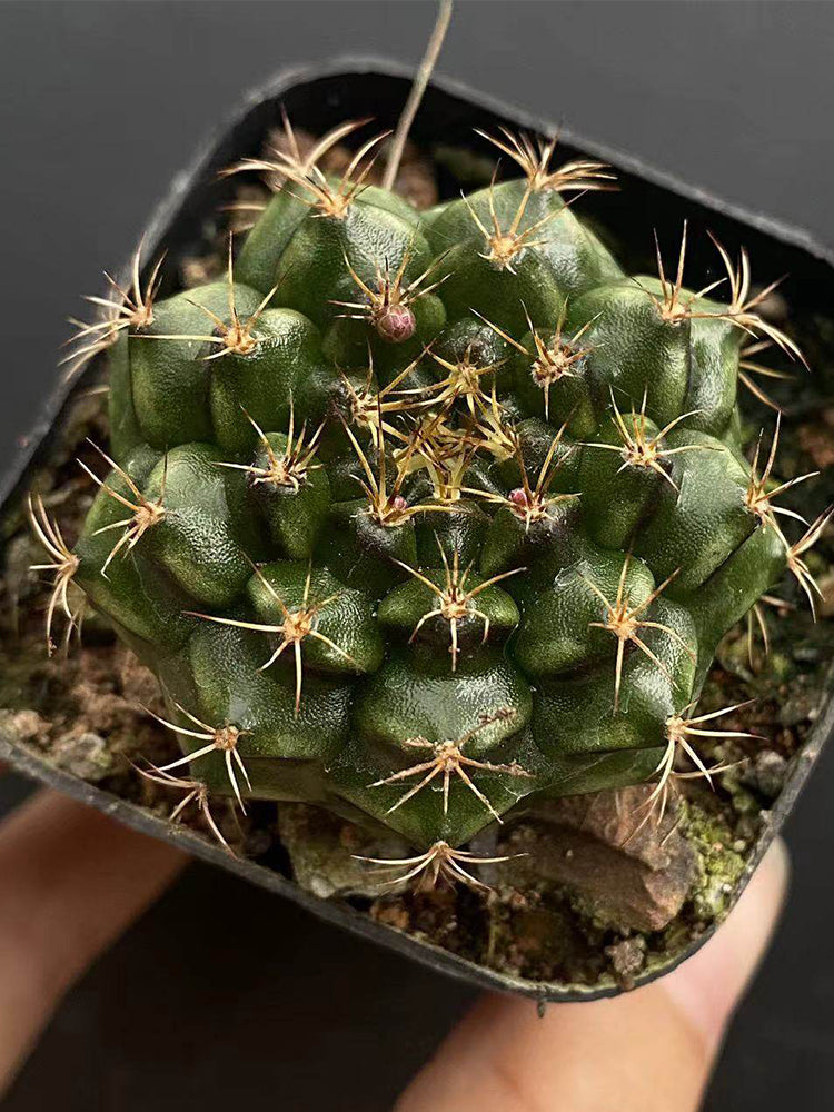 'Lishe Peony' Live Cactus