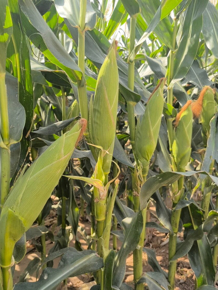'Huanai 106' Color Sweet Waxy Corn