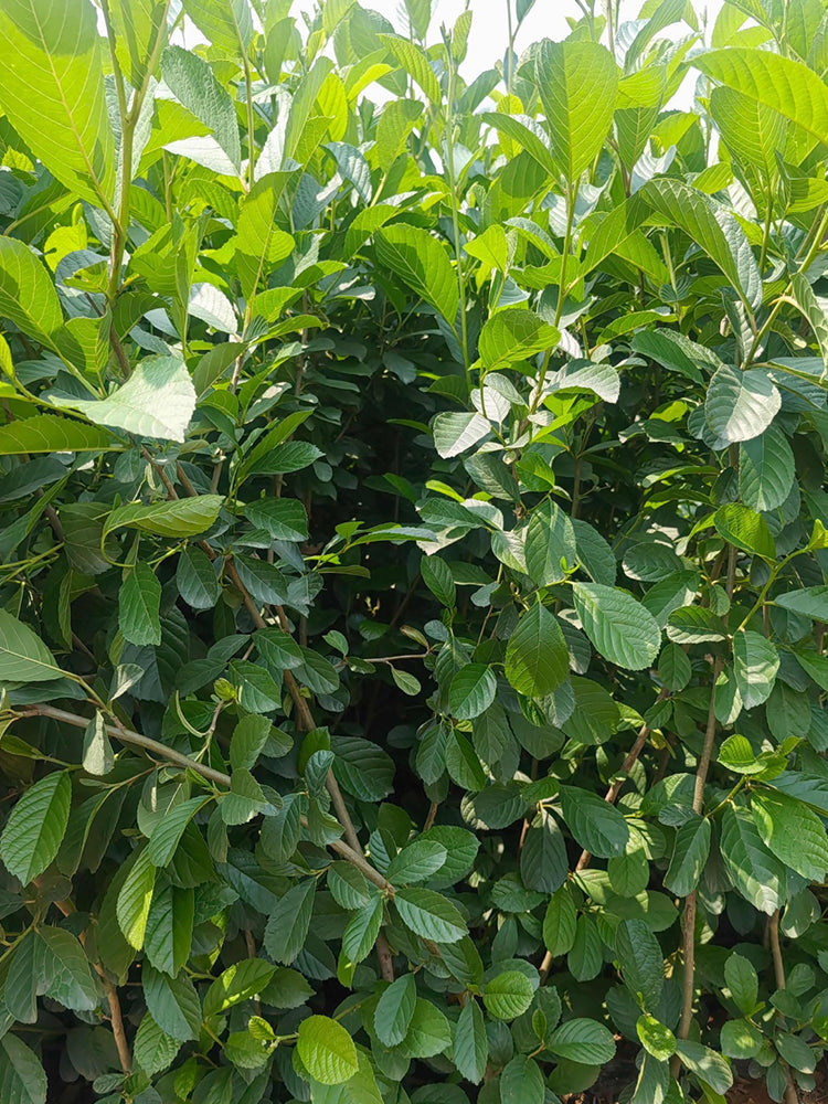Alnus delavayi