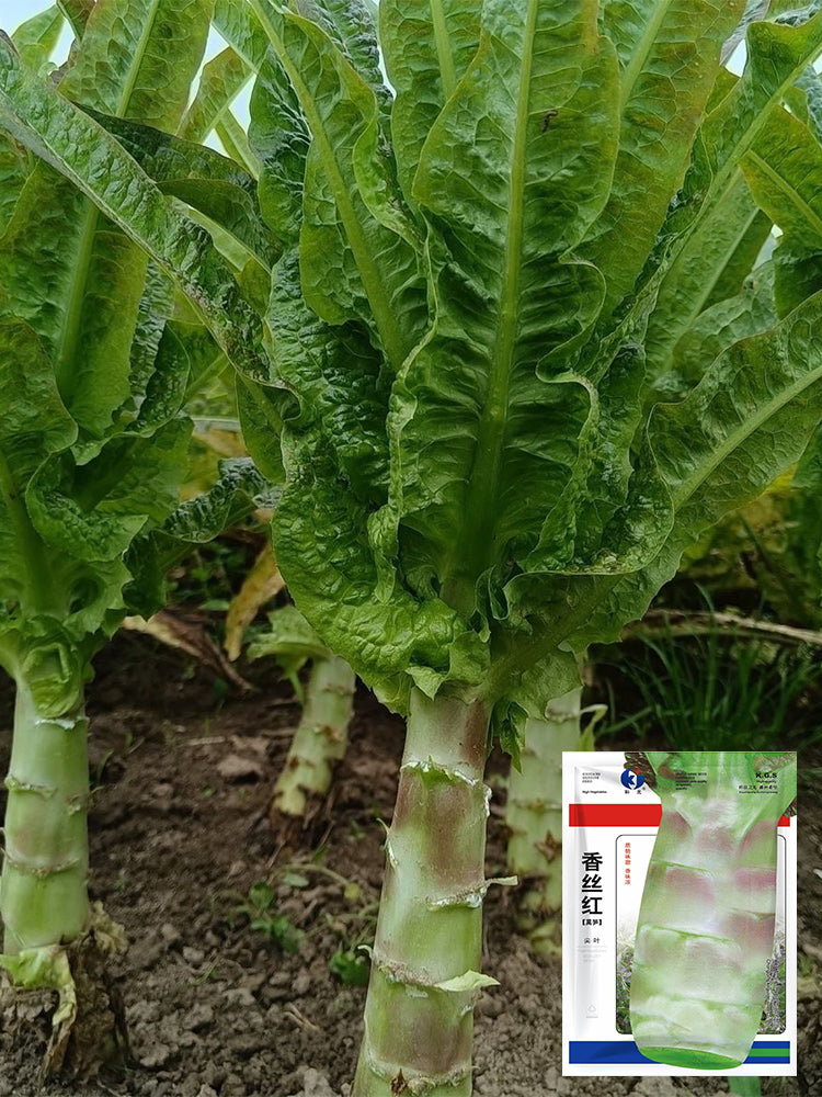 'Xiangsihong' Stem Lettuce
