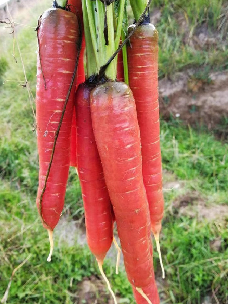 Purple-red Carrots