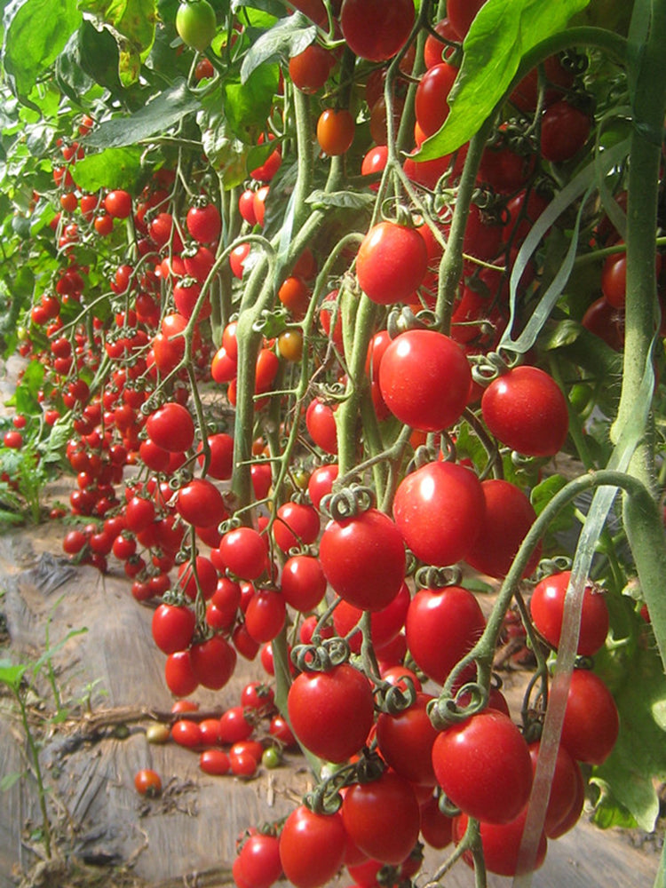 'Waterfall Red Cluster' Cherry Tomato