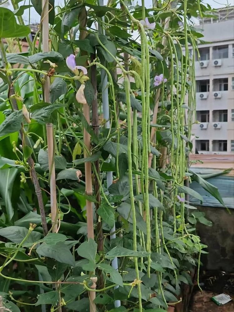 Jiemei Xiabao No. 2 Cowpea