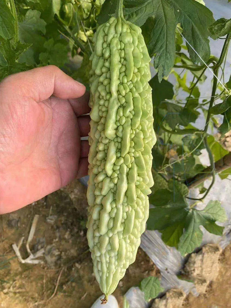 Jiemei 15 Bitter Gourd