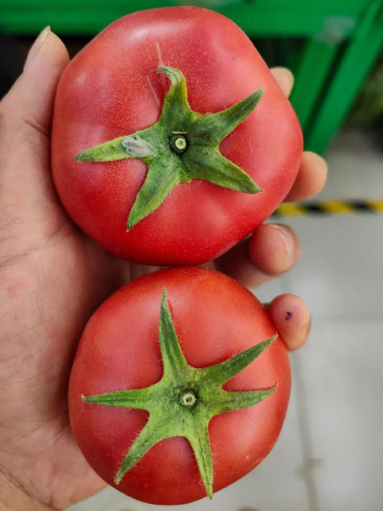 Pink Peach Fruit Tomato