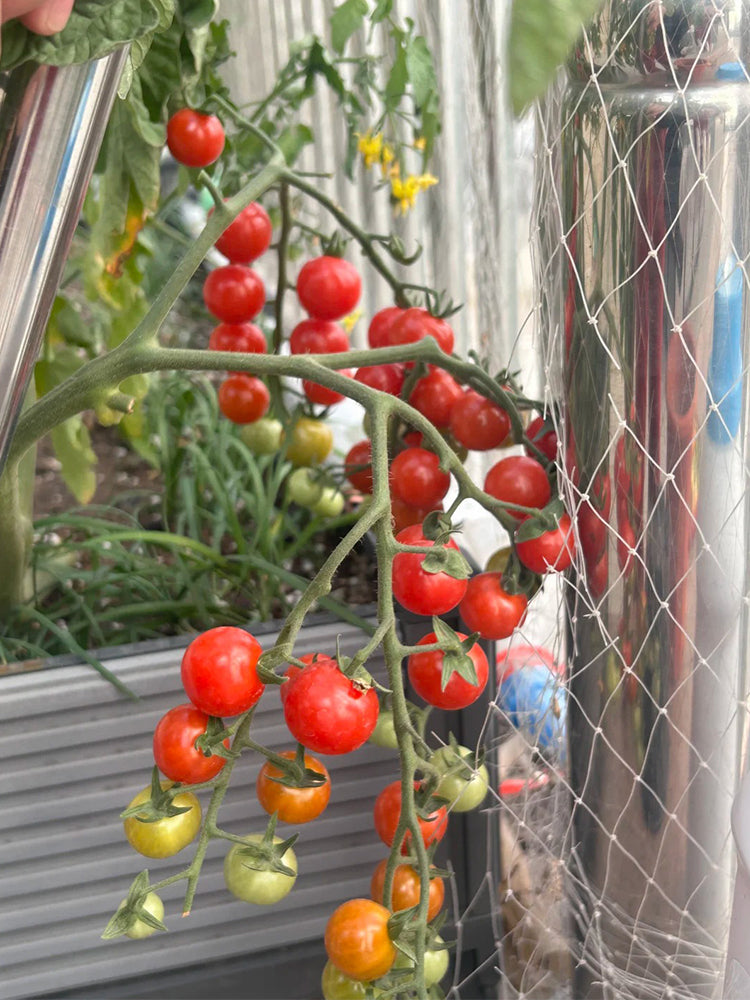 Sweet Aperitif Tomato