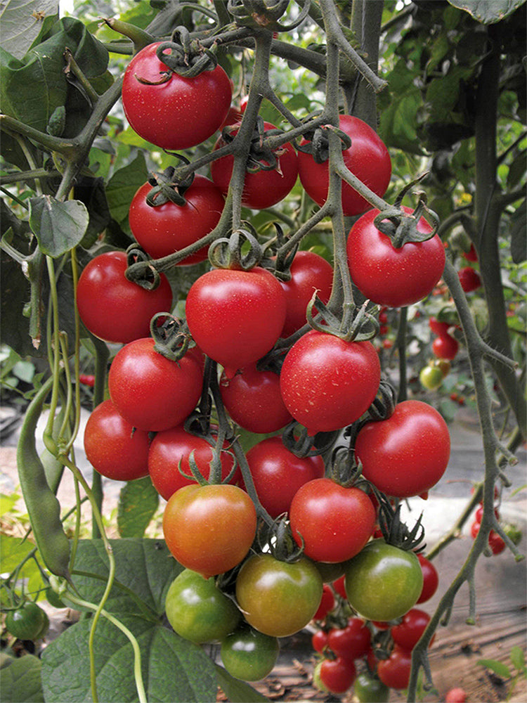 Pink Peach Tomato