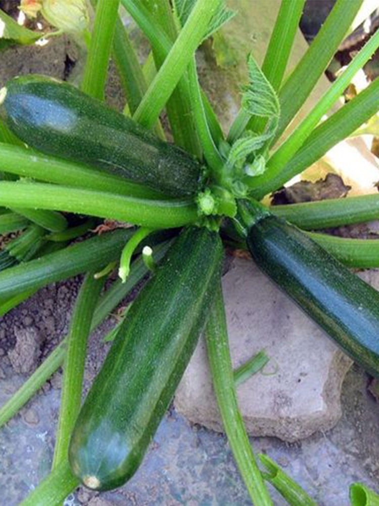'Black Empress' Zucchini