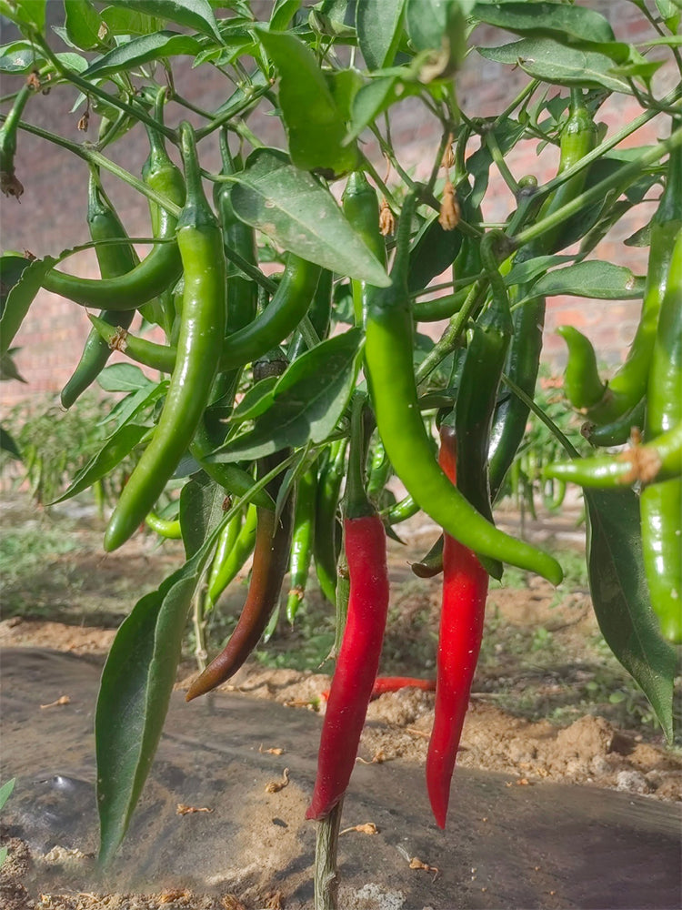 Meiren Chili Peppers