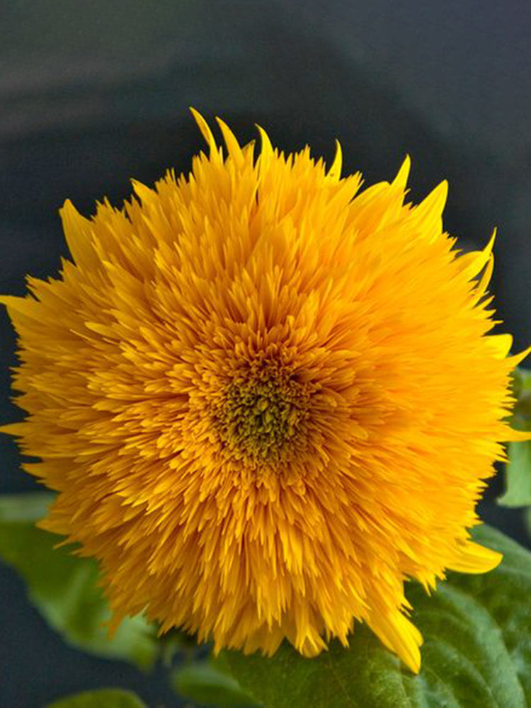 Teddy Bear Sunflower