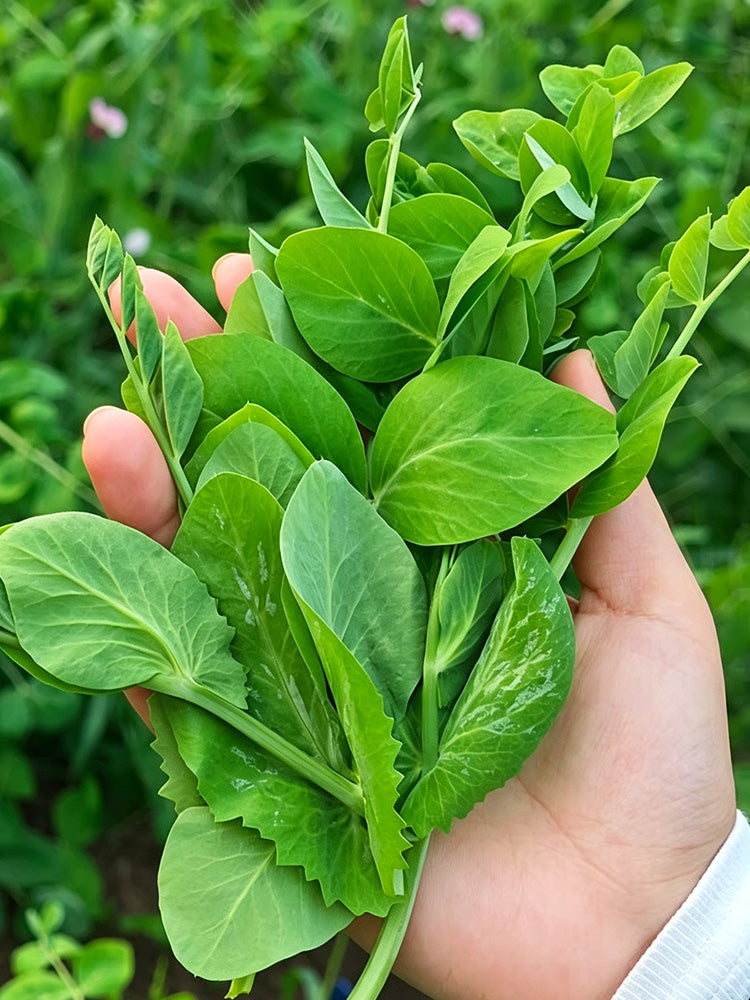 Jiemei Tendril-Free Pea Shoot
