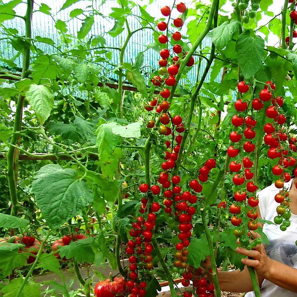 648 Eva Red Berry Tomato