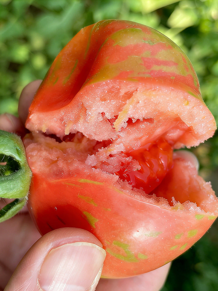 Colorful Roman Fruit Tomato