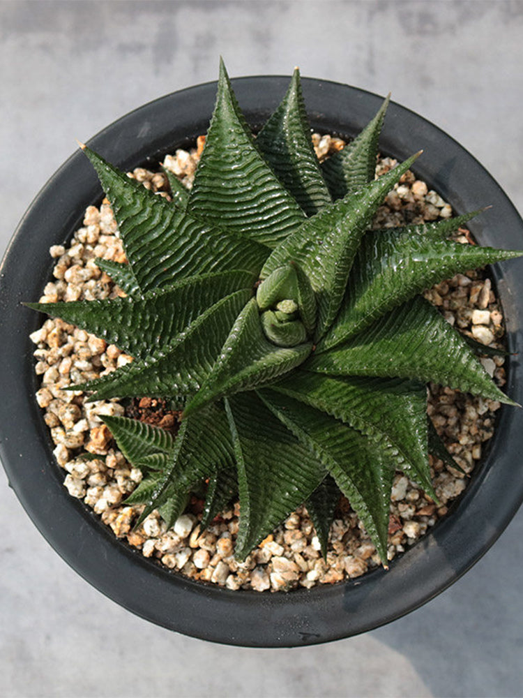 Haworthiopsis limifolia