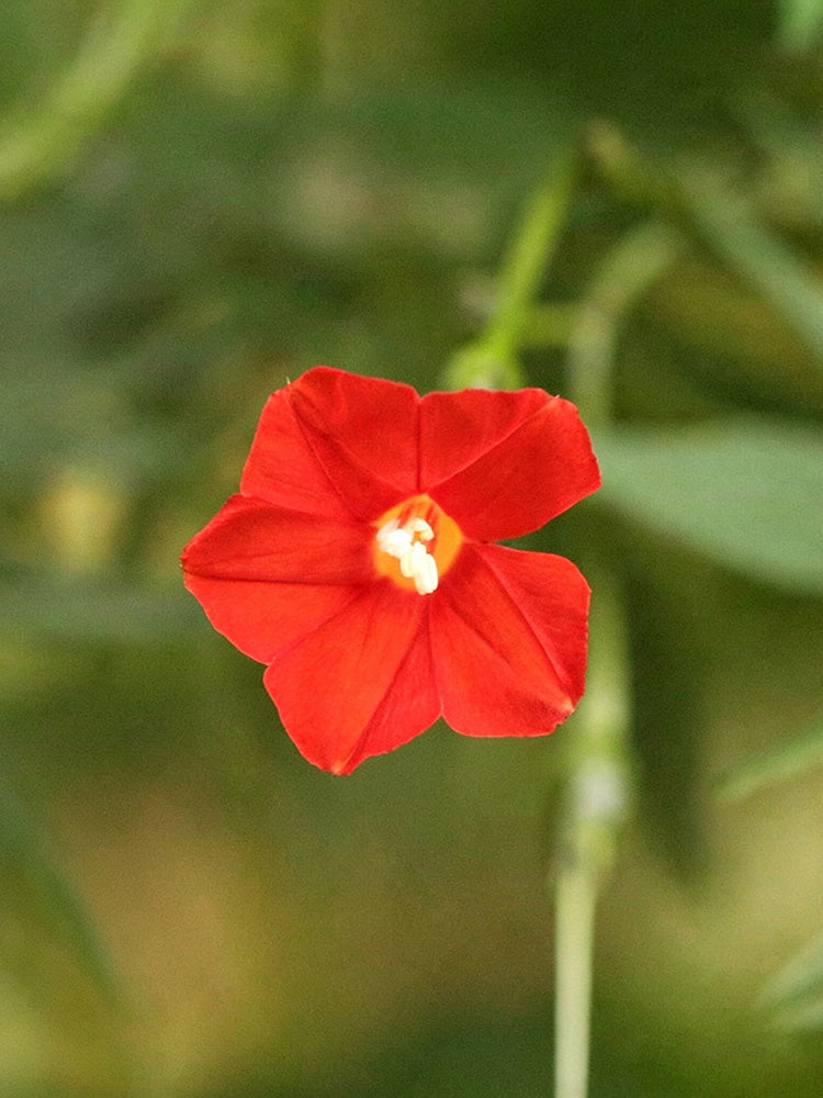 Red Maple Leaf Cypress Vine