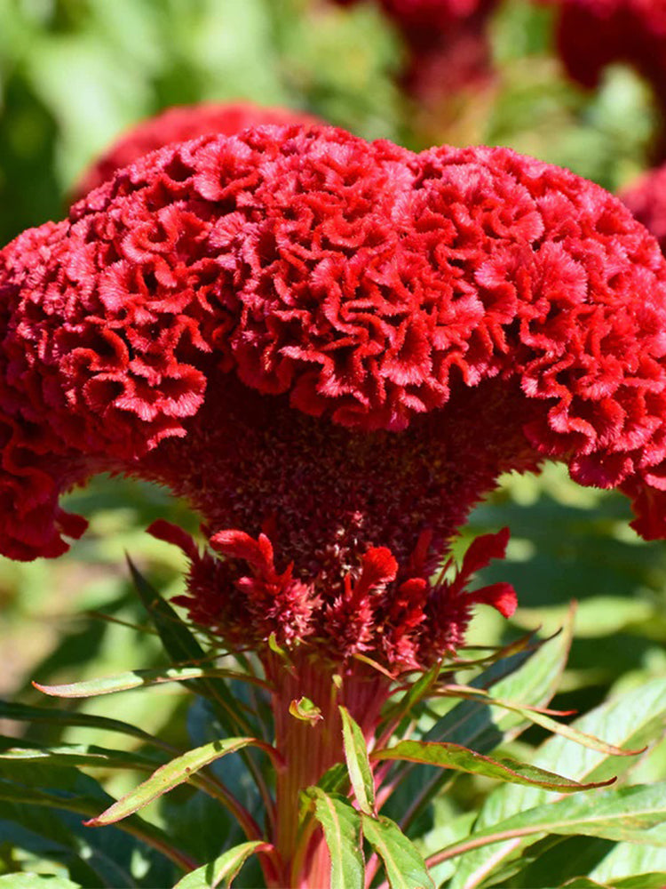 Hezhichun Red Cockscomb