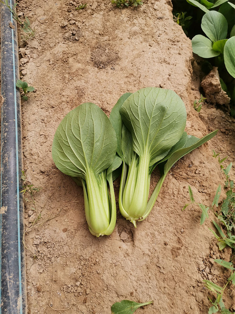 'Hefeng' Shanghai Bok Choy