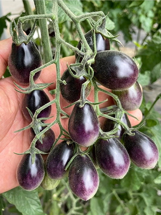Black Jade Cherry Tomato