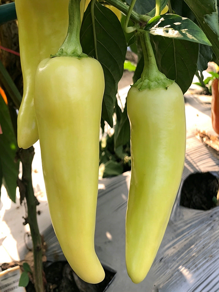 Baifeicui Pepper