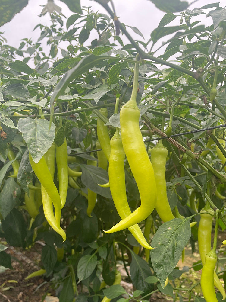 Yellow Beauty Pepper