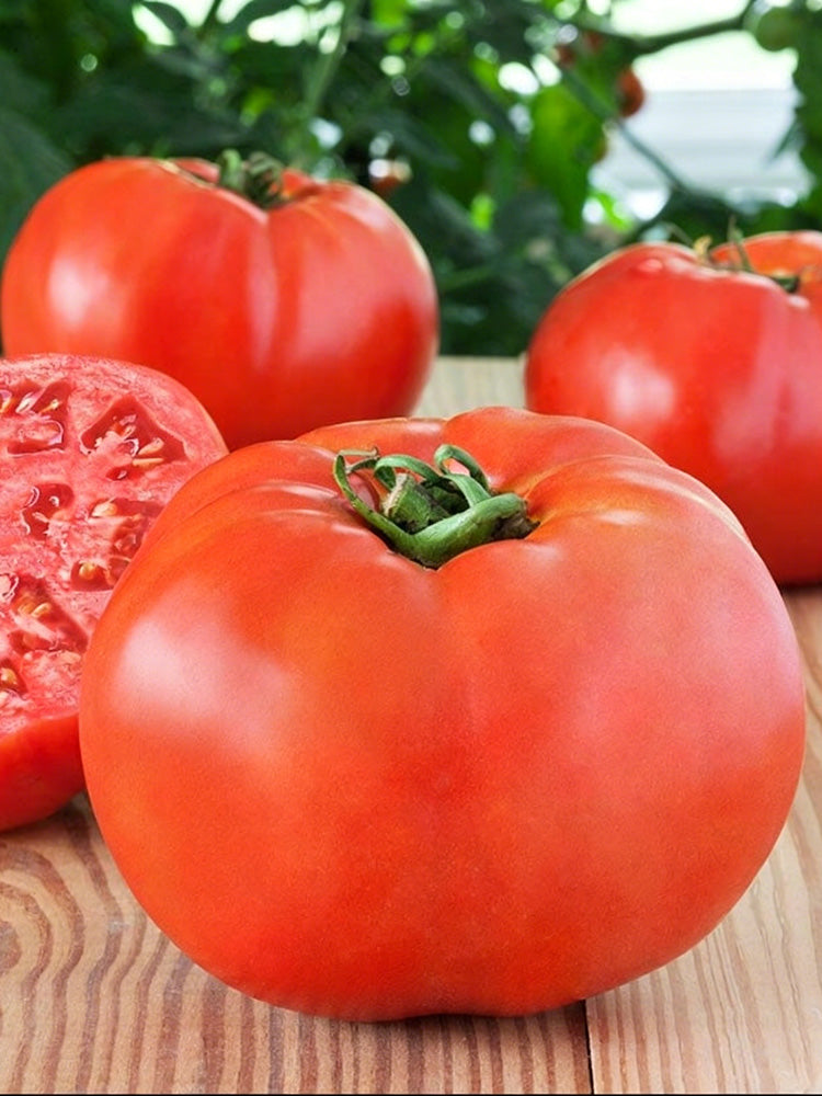 Venice F1-199 Tomato