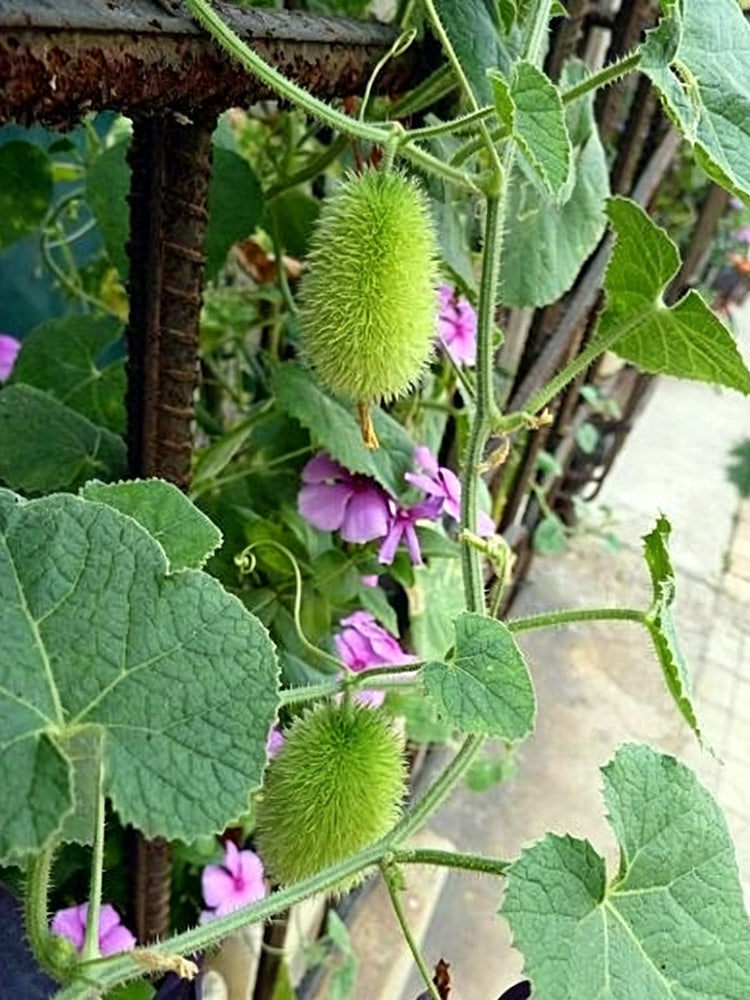 Little Hedgehog Cucumber