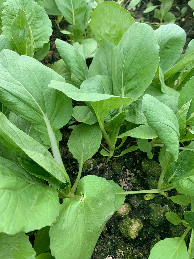 Tianfei Beautiful Pakchoi