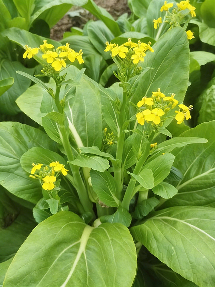 Liangtai 209 Flowering Chinese Cabbage