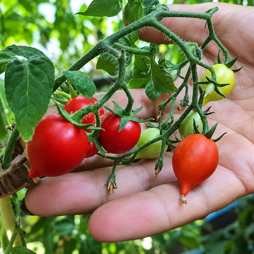 553 Little Heartbreaker Tomato
