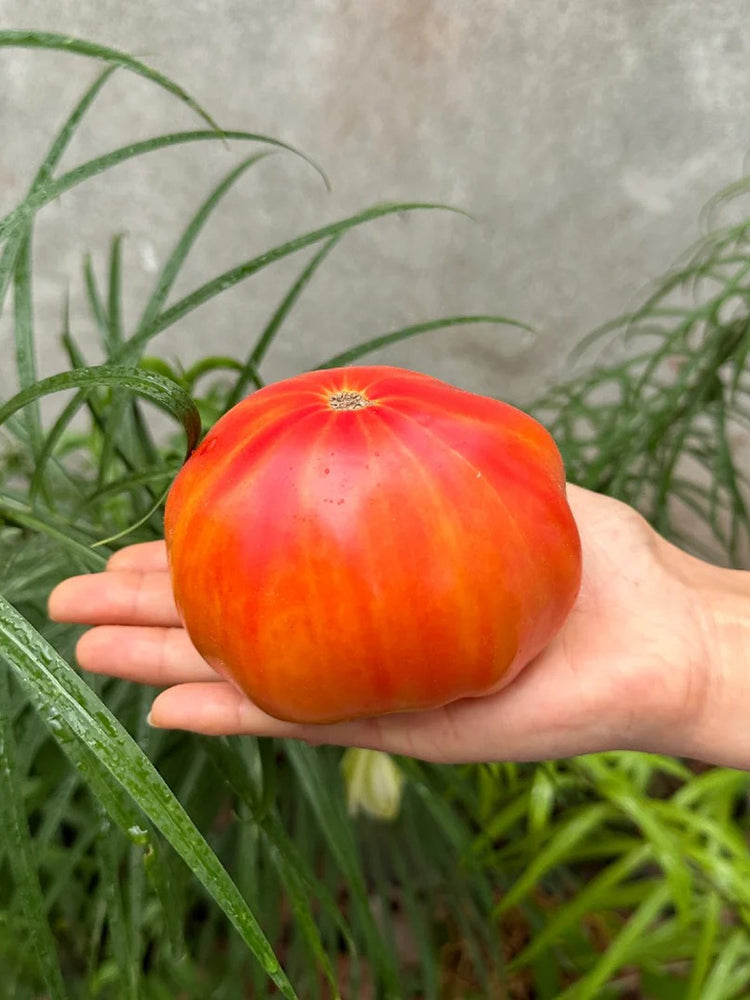 'Fairytale' Tomato