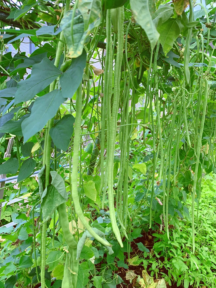 Fengchan 168 Yardlong Bean