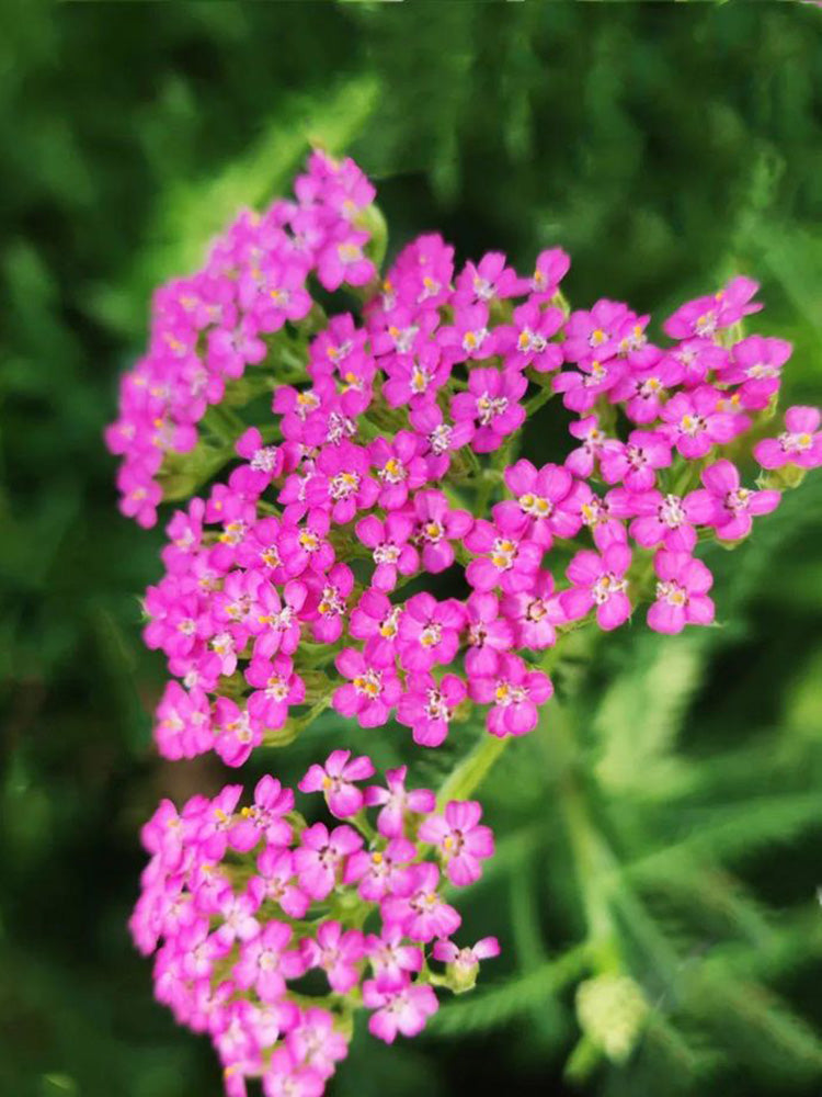 Pink Yarrow