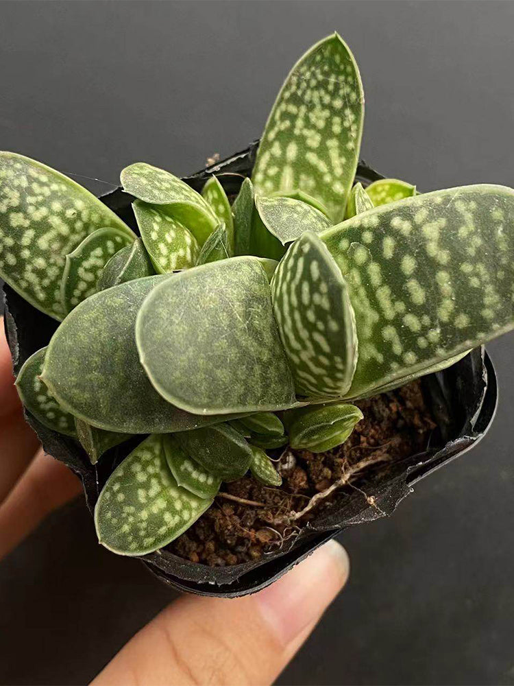 Gasteria minima