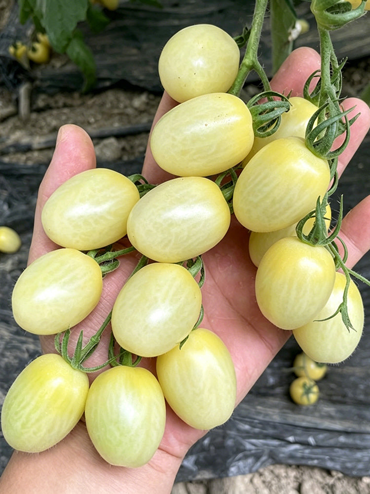 White Jade Cherry Tomato