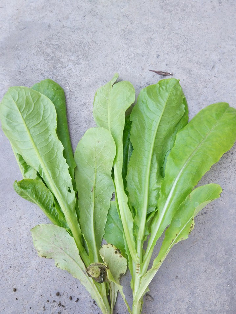 Agricultural Research Round-Leaf Lettuce