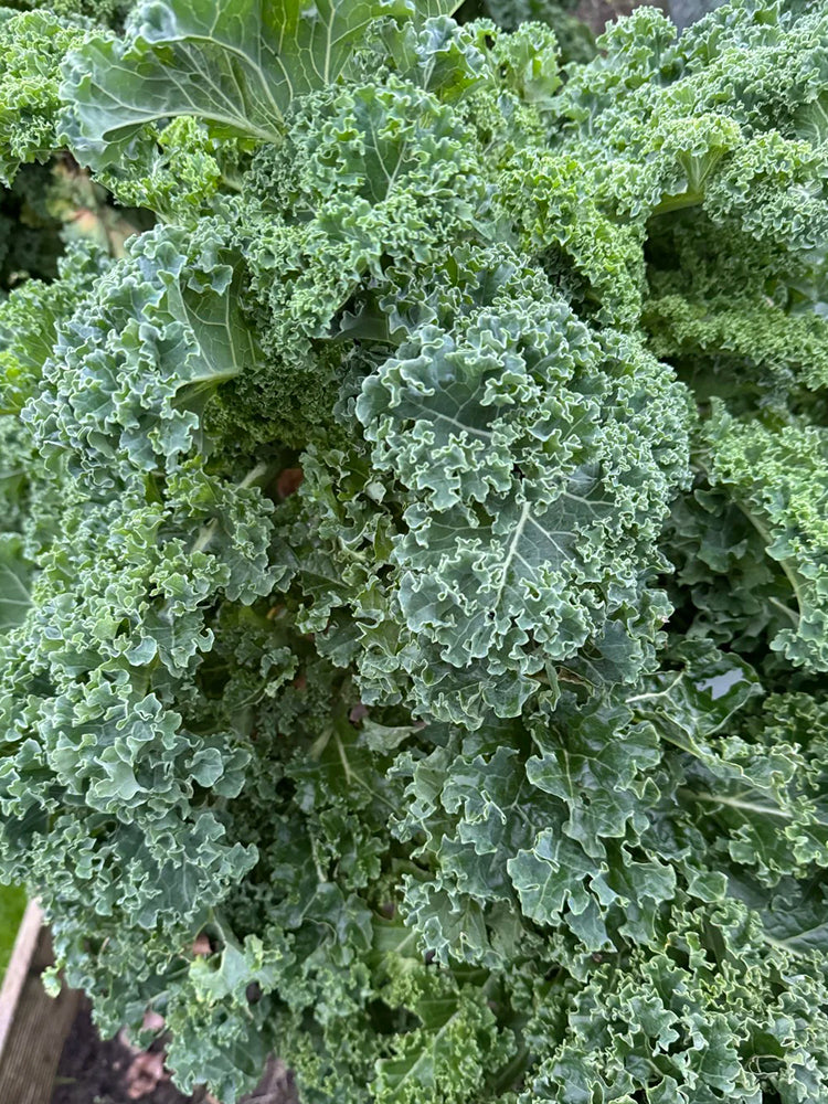 Curly Kale