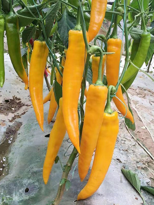 Golden Fragrant Horn Peppers