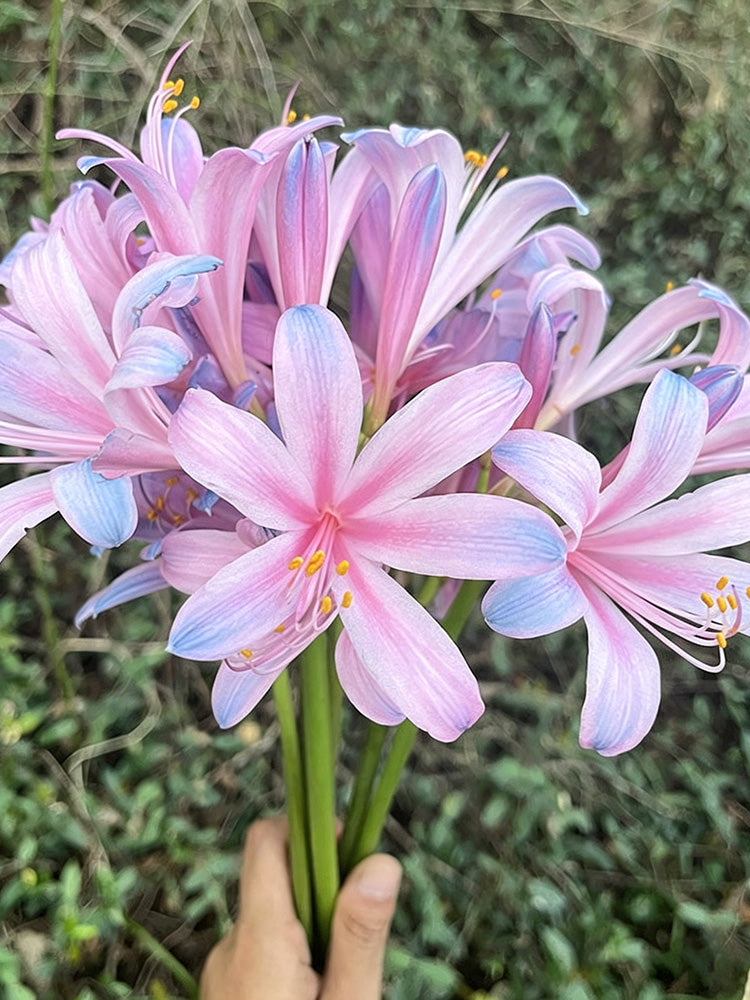 Sprenger's Surprise Lily