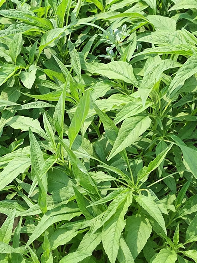 Green Willow Leaf Amaranth