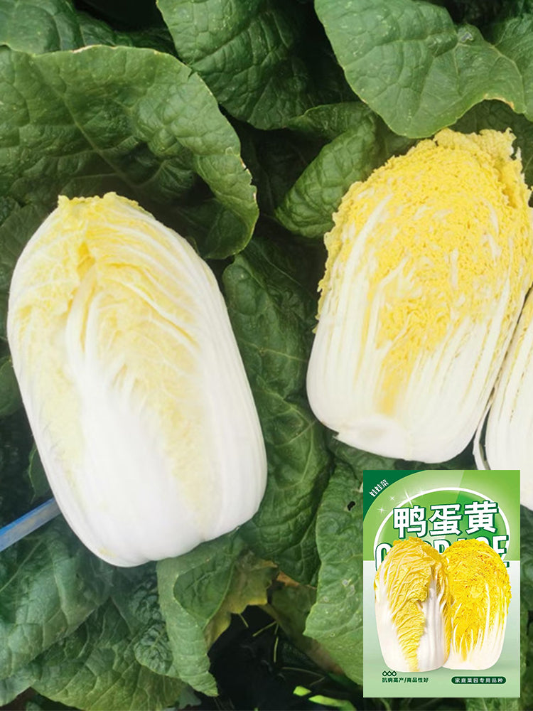 ‘Golden Pearl’ Baby Cabbage (Brassica rapa subsp. pekinensis)
