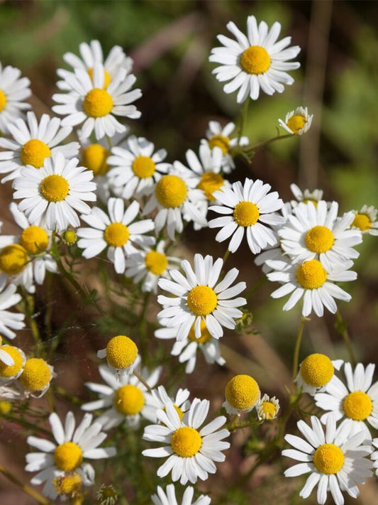 German Chamomile