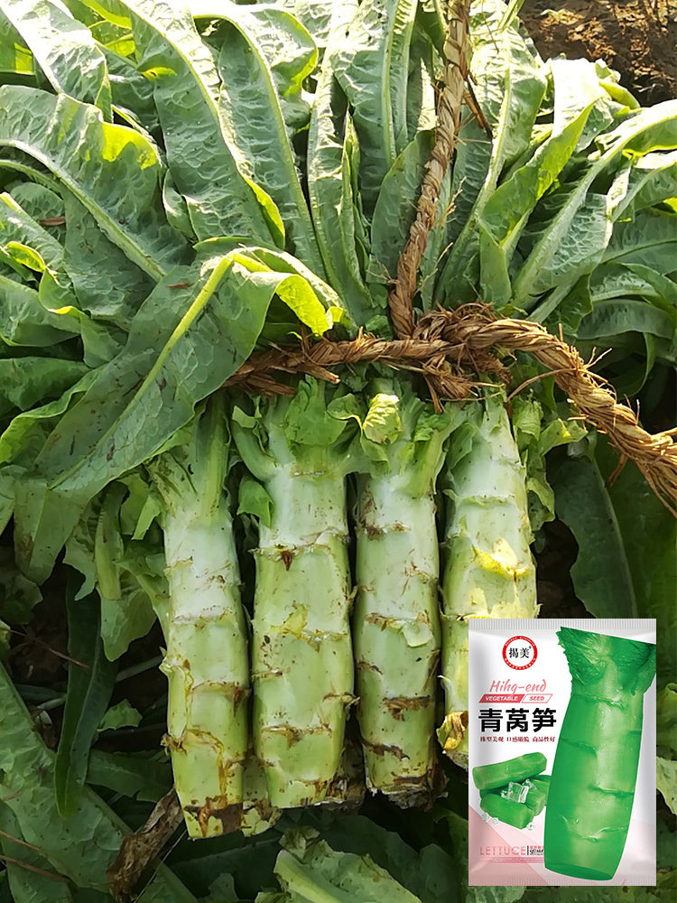 'Jiemei' Green Celtuce