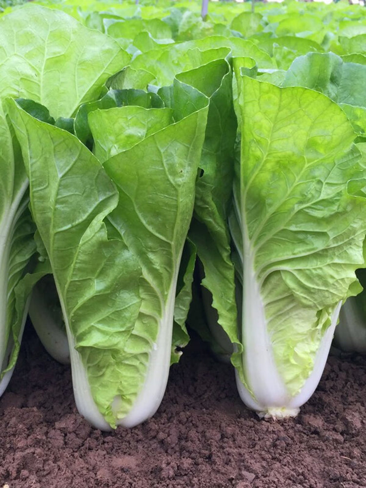 Fast Growing Pak Choi