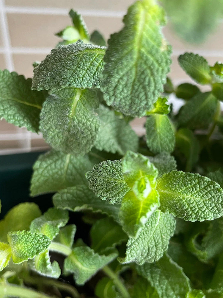 Apple Mint