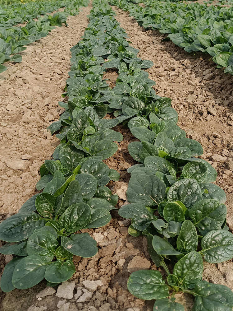 Ground-hugging Spinach