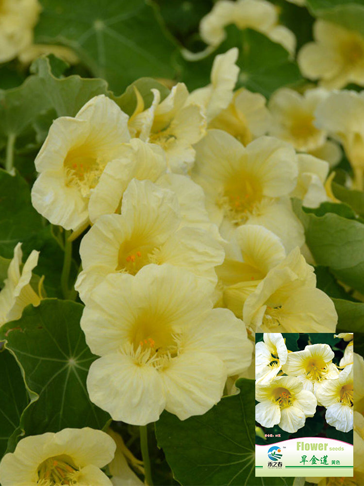 Hezhichun Yellow Nasturtium
