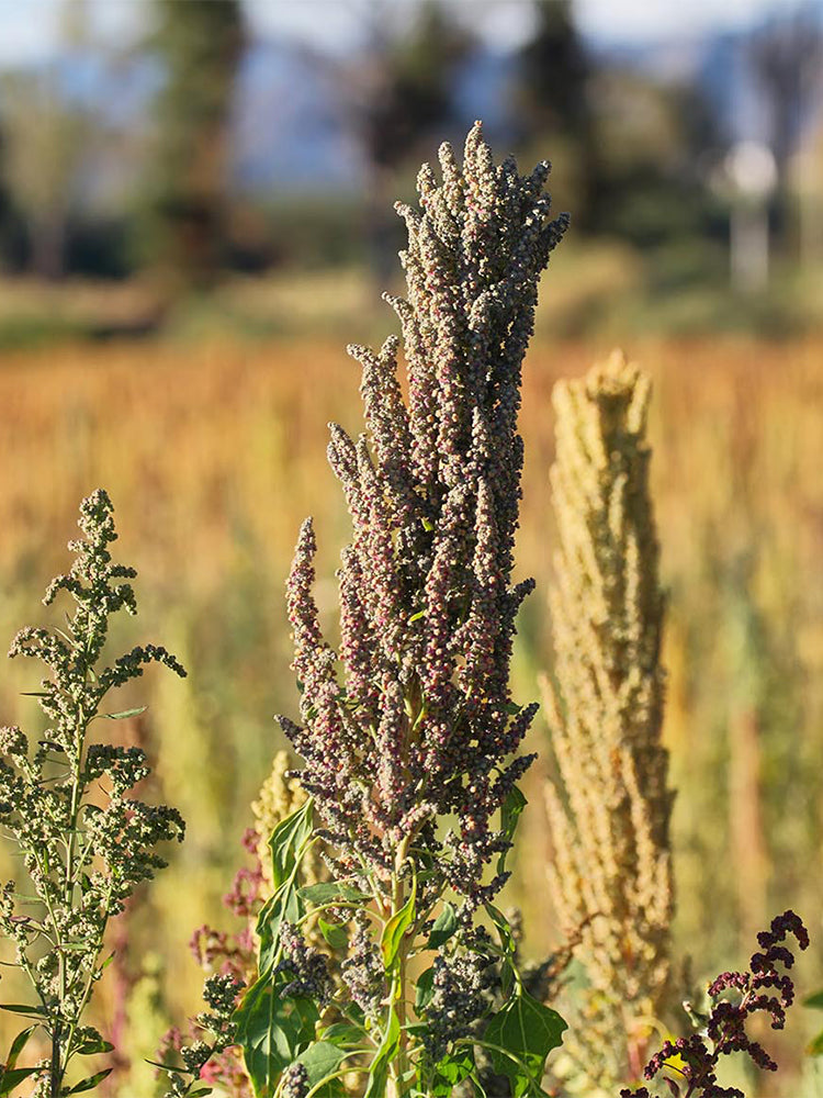Black Quinoa